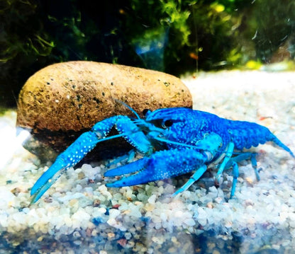 Blauer Floridakrebs - Procambarus alleni