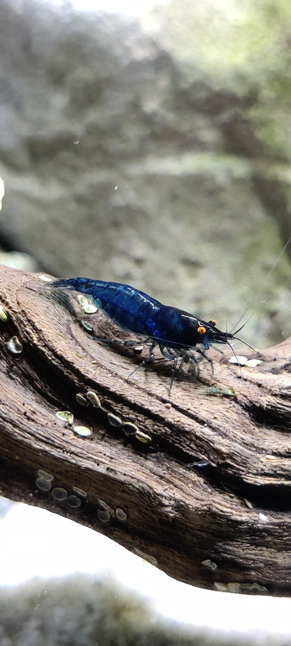 Blue Dream Orange Eyes (OE) Garnelen - Neocaridina
