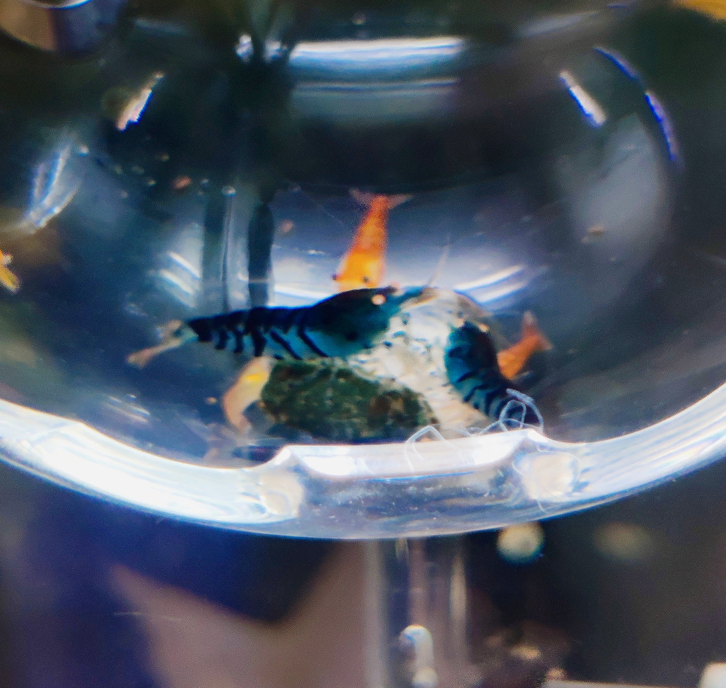 Blaue Tiger Garnelen - Caridina