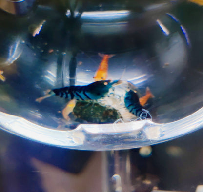Blaue Tiger Garnelen - Caridina