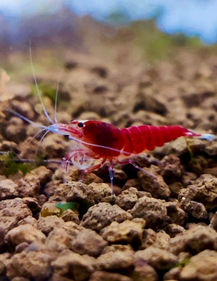 Taiwan Bee - verschiedene Varianten - rot