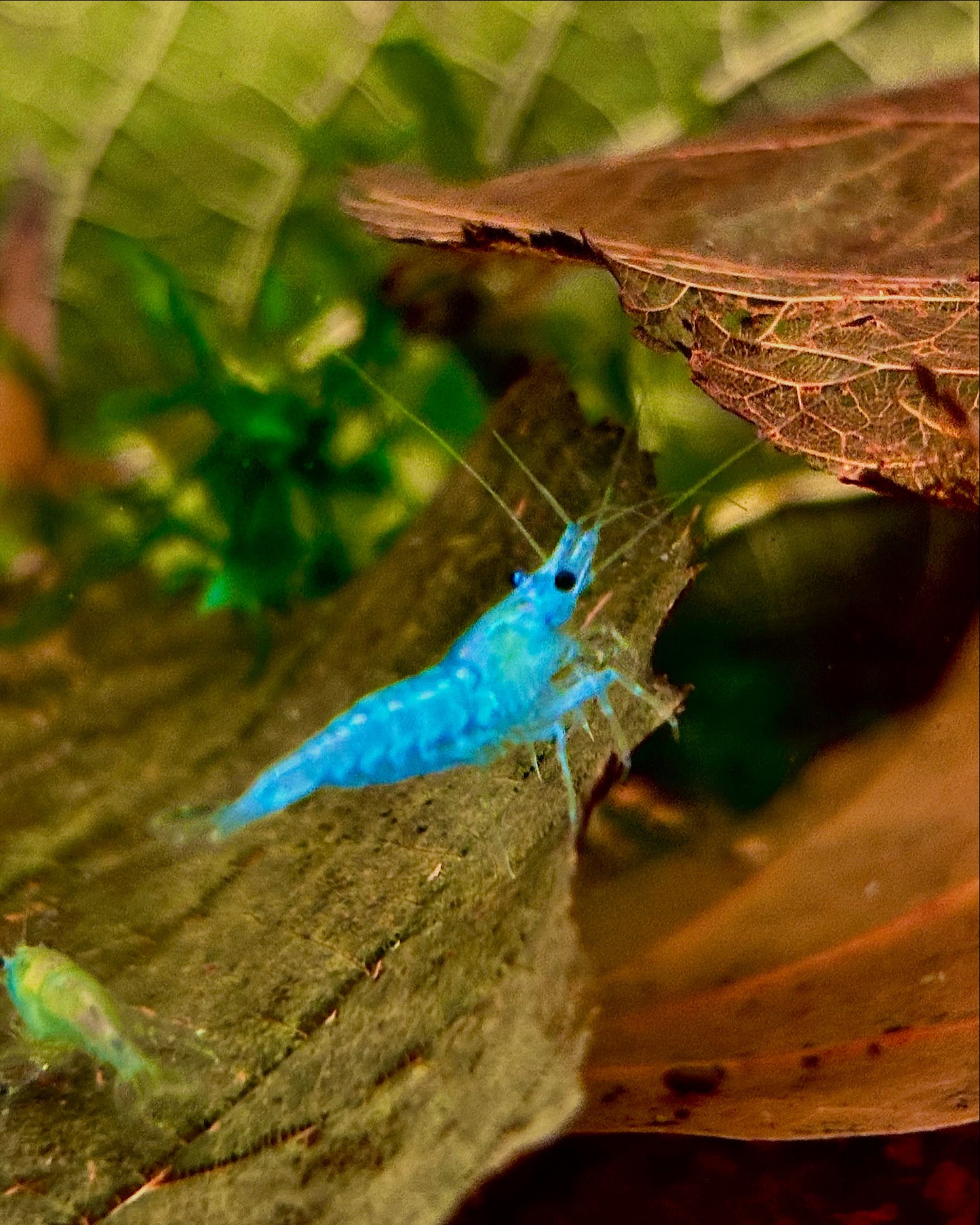 Blue Jelly - Neocaridina - 5 Stück