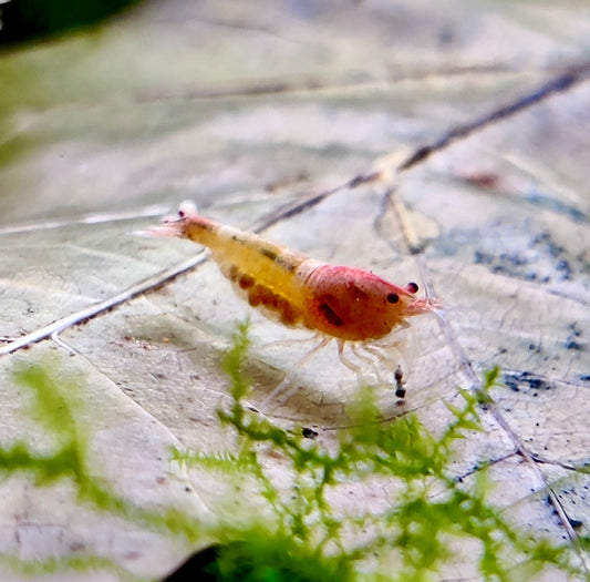 Tragende Red Bolt Garnelen - Caridina