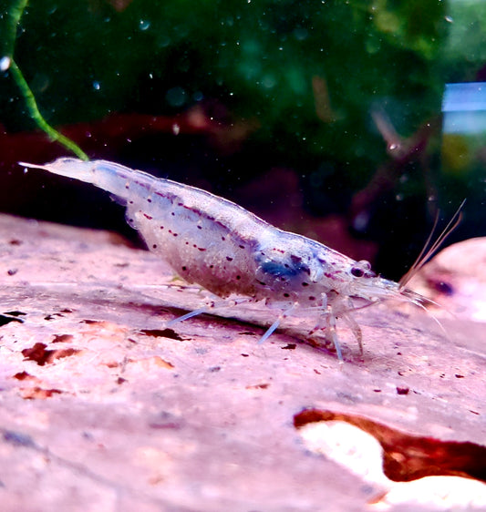 Amano Garnelen - Caridina multidentata - 5 Stück