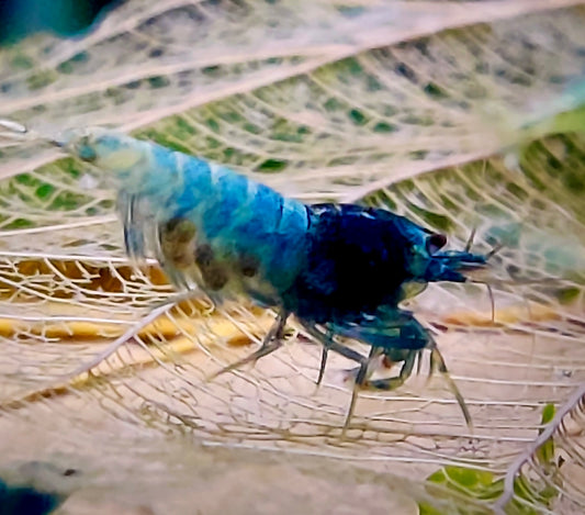 Tragende Crazy Blue - Caridina