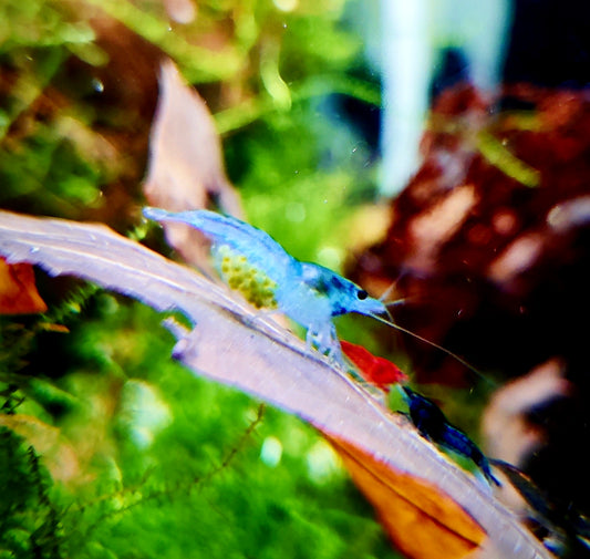 Tragende Blue Jelly - Neocaridina