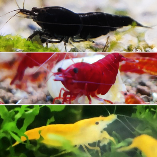 Neocaridina Garnelen - Deutschland Mix