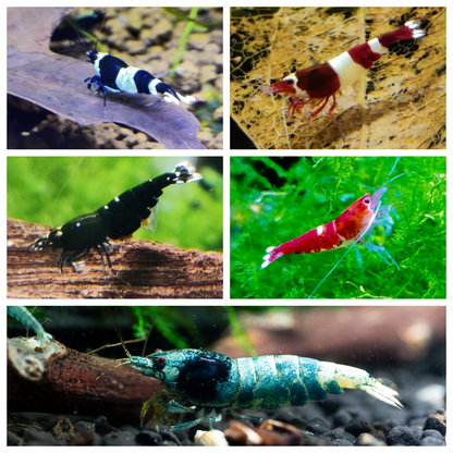 Bunter Taiwan Bee Mix - Caridina