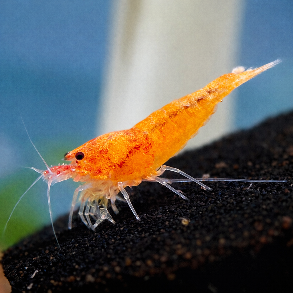Mandarin Bee Garnelen - Caridina - Garnelenglück Eigenzucht