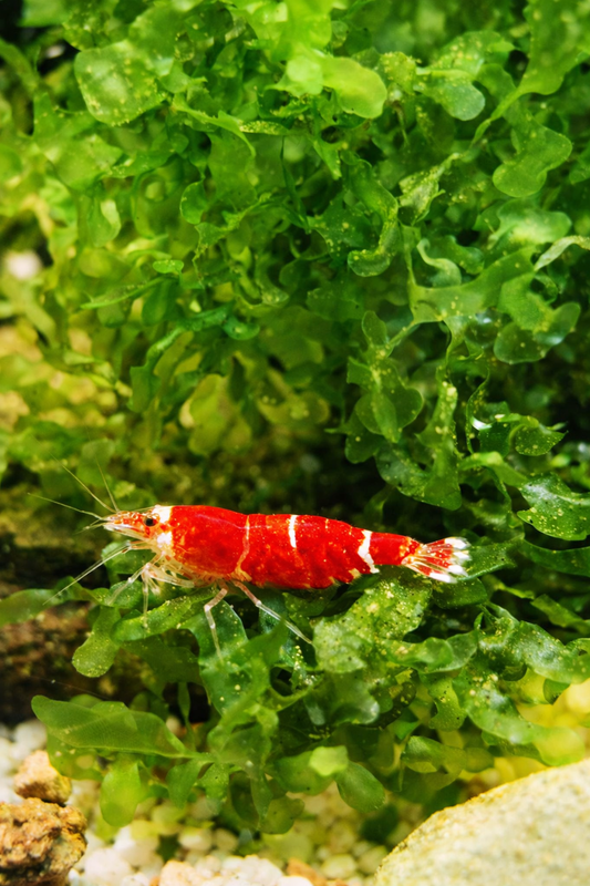 Super Crystal Red - Caridina - 5 Stück