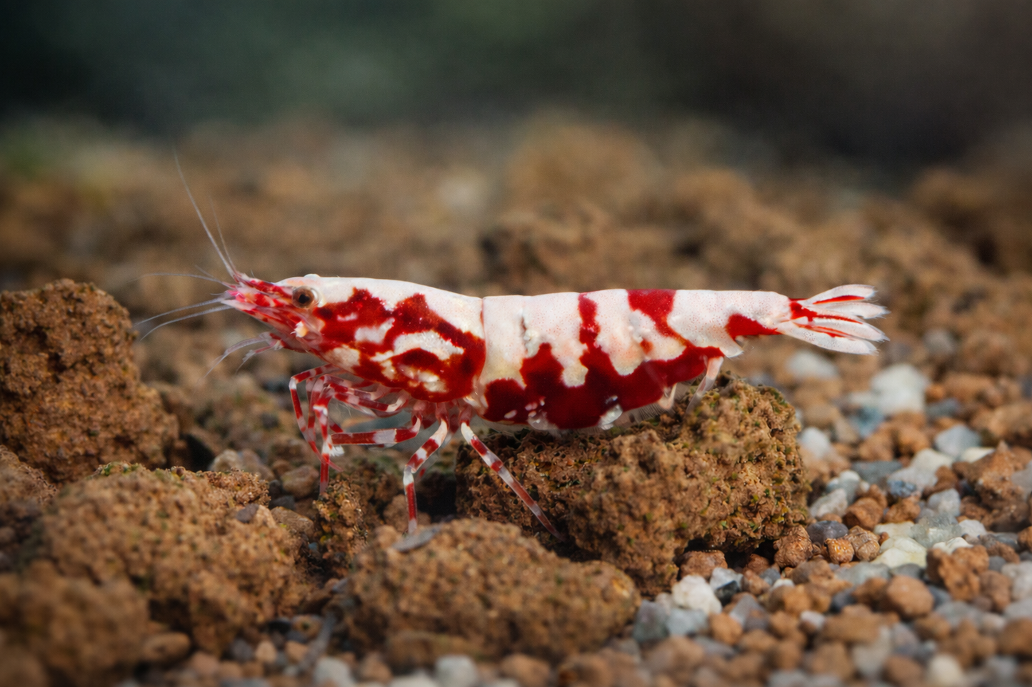 Red Galaxy Boa Garnele Low Grade