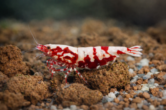 Red Galaxy Boa Garnele Low Grade