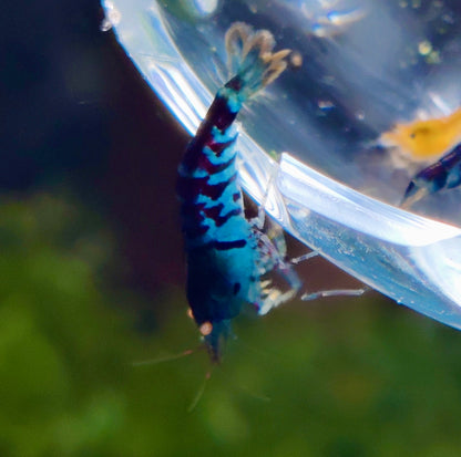 Blaue Tiger Garnelen - Caridina