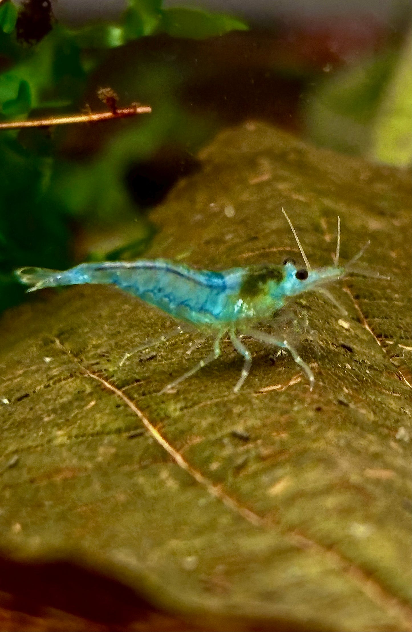 Blue Jelly - Neocaridina - 5 Stück