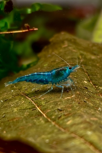Blue Jelly - Neocaridina
