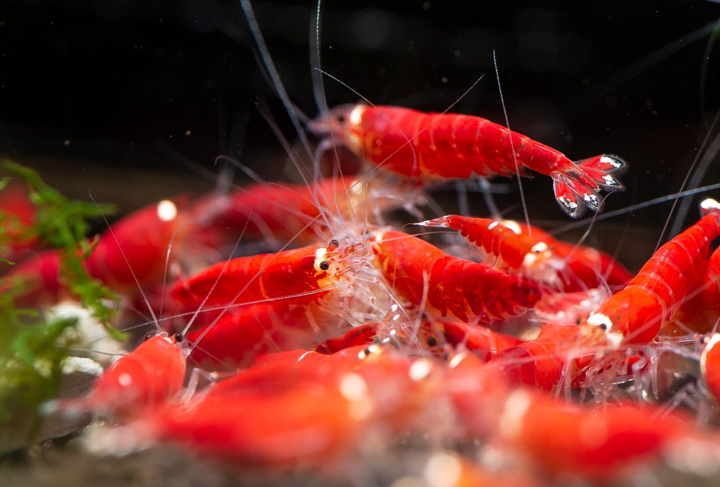 Super Crystal Red Santa Garnelen - Caridina - 5 Stück