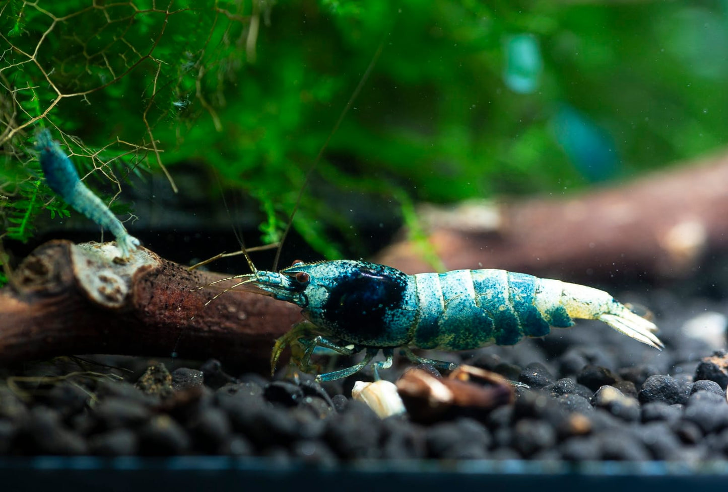 Blue Bolt Garnele - Caridina - 5 Stück