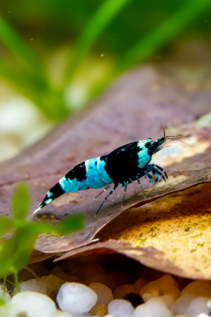 Blue Panda Garnelen - Caridina