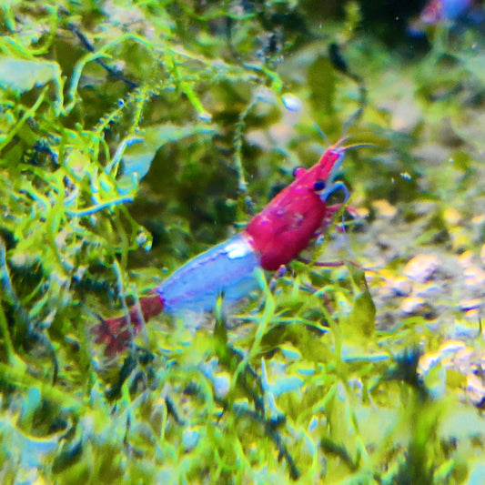Red Rilli Garnelen - Neocaridina davidi