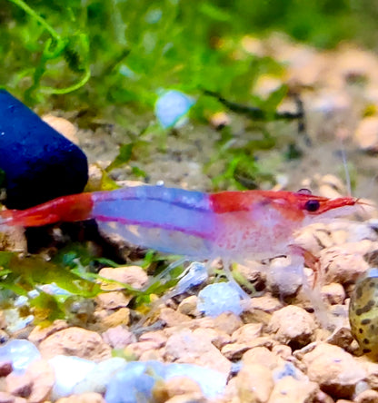 Red Rilli Garnelen - Neocaridina davidi