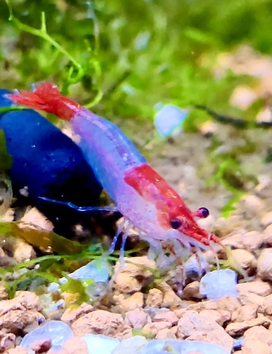 Red Rilli Garnelen - Neocaridina davidi