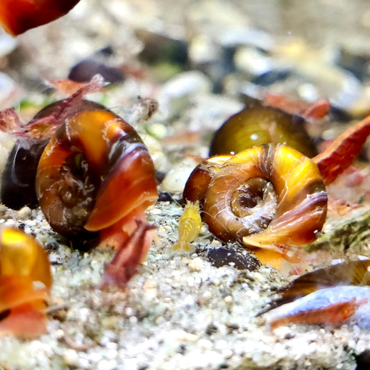 Orange Rote Posthornschnecke – Planorbella duryi duryi