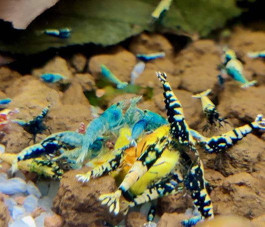 Steel Blue Garnelen - aus Skyfish Boa Stamm - Caridina