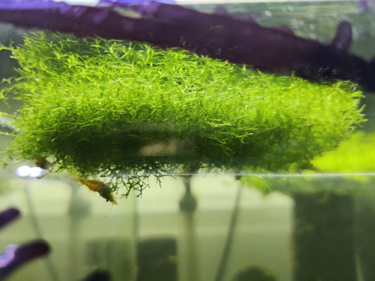 Teichlebermoos - Riccia fluitans - 100g