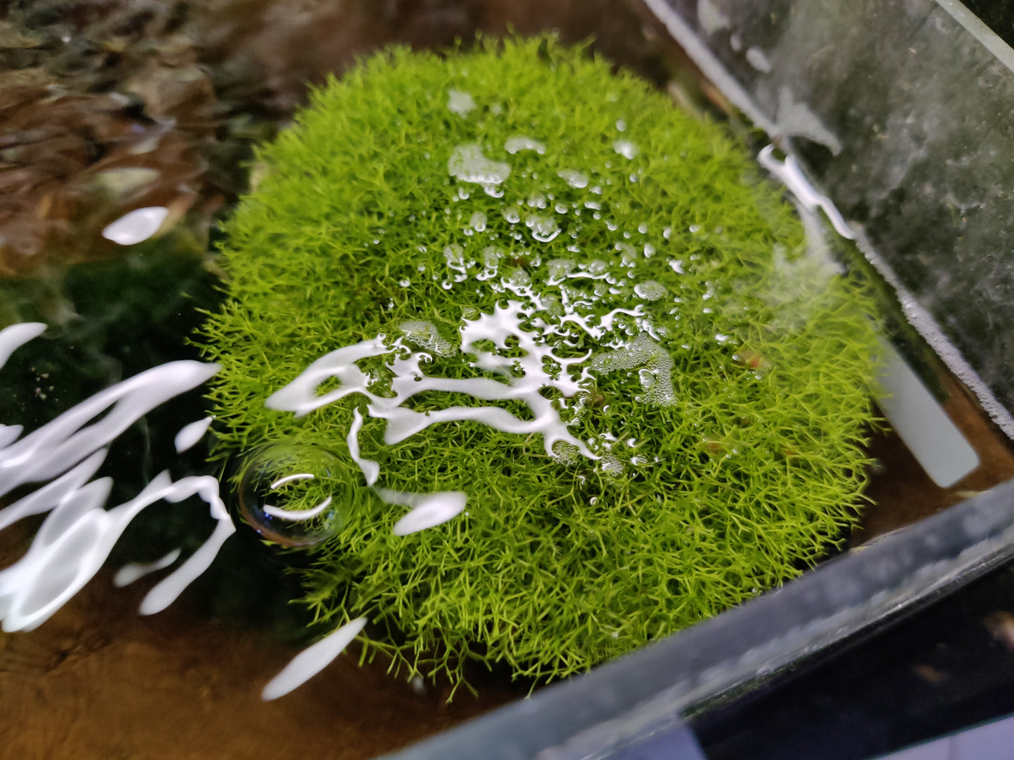 Teichlebermoos - Riccia fluitans - 100g