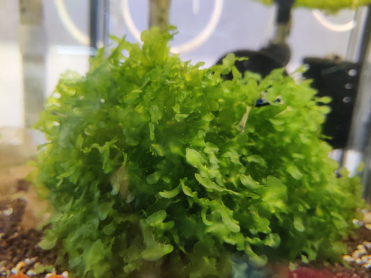 Süßwassertang – Lomariopsis lineata