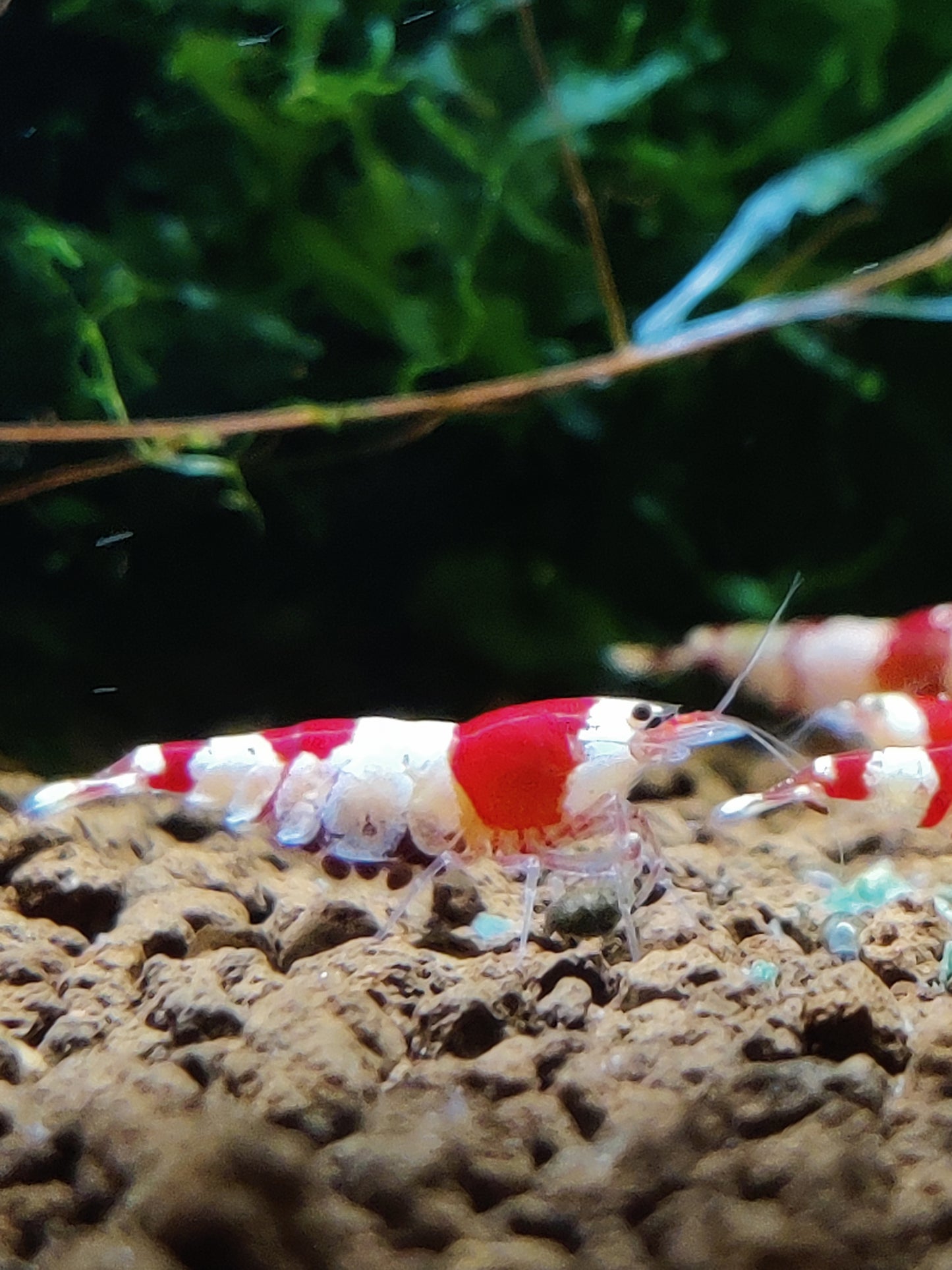 Red Bee Garnelen - Caridina - 5 Stück