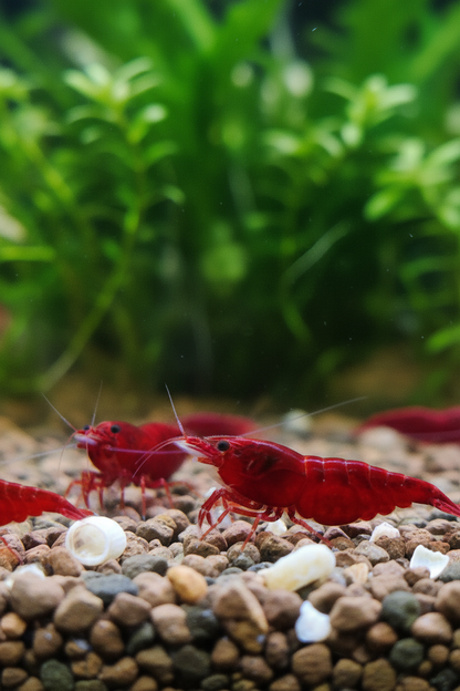 Bunter Garnelenmix - Ideal für Einsteiger - Neocaridina (Bloody Mary,Yellow Fire,Red Rili, White Pearl,Blue Rili,)