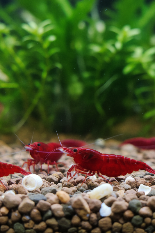 Bunter Garnelenmix - Ideal für Einsteiger - Neocaridina (Bloody Mary,Yellow Fire,Red Rili, White Pearl,Blue Rili,)