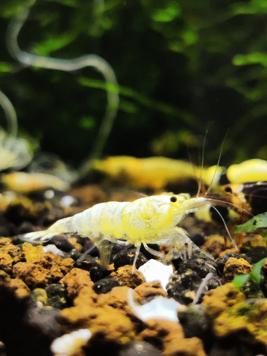 Snow White Garnelen - Caridina logemanni - 5 Stück