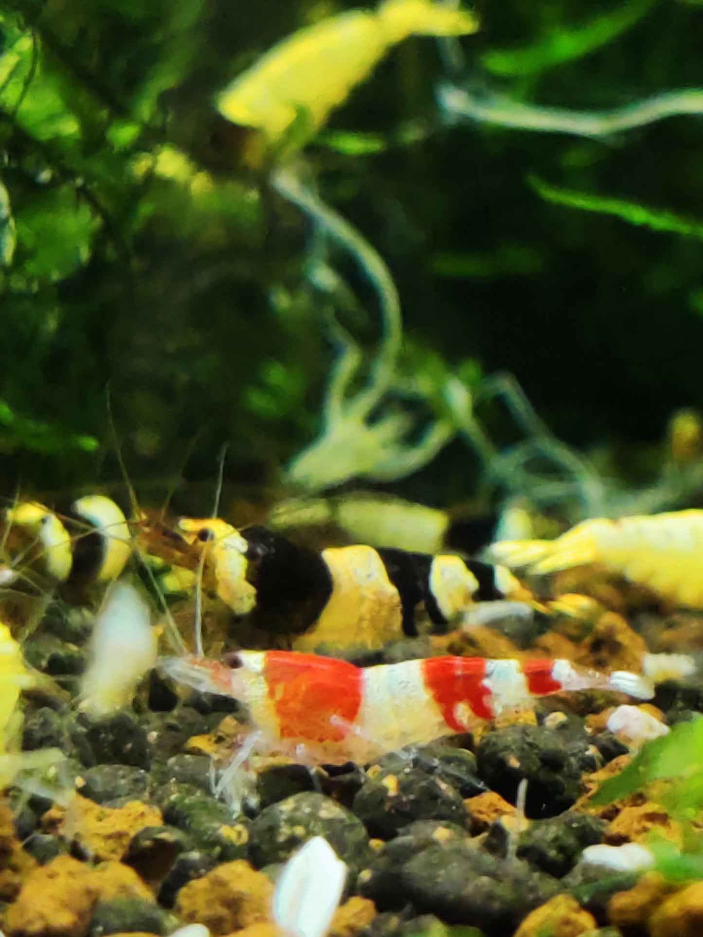 Bienengarnelen Mix - Red & Black Bee - Caridina logemanni - 10 Stück