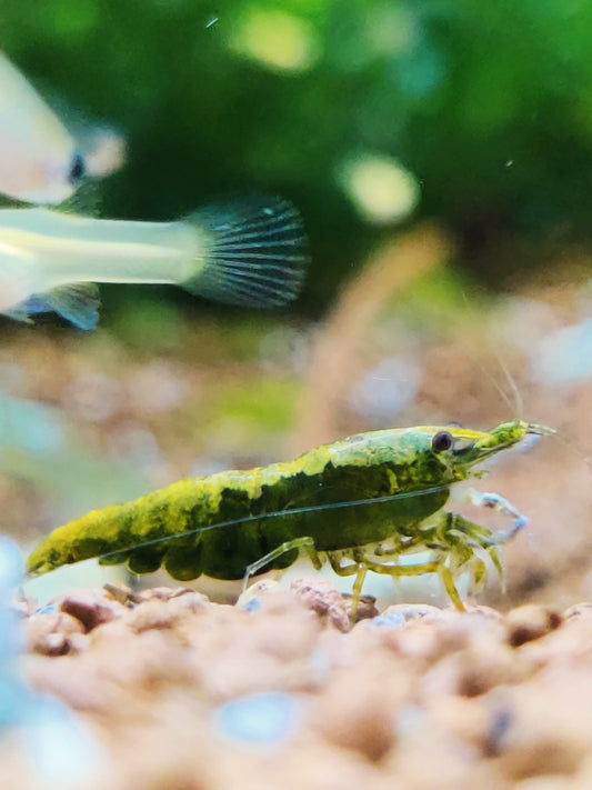 Green Jade Garnelen - Neocaridina - 5 Stück