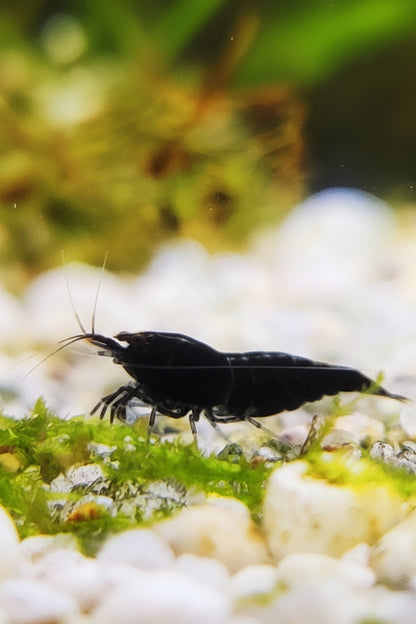 Black Rose/Schwarze Sakura Garnele - Neocaridina davidi