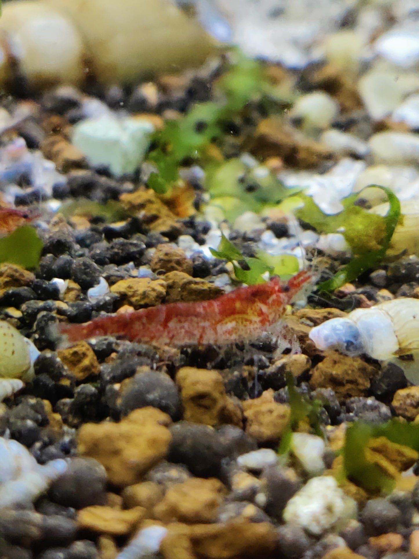 Fire Red Garnelen - Neocaridina - 5 Stück