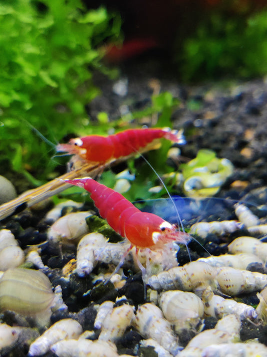 Super Crystal Red Santa Garnelen - Caridina - 5 Stück