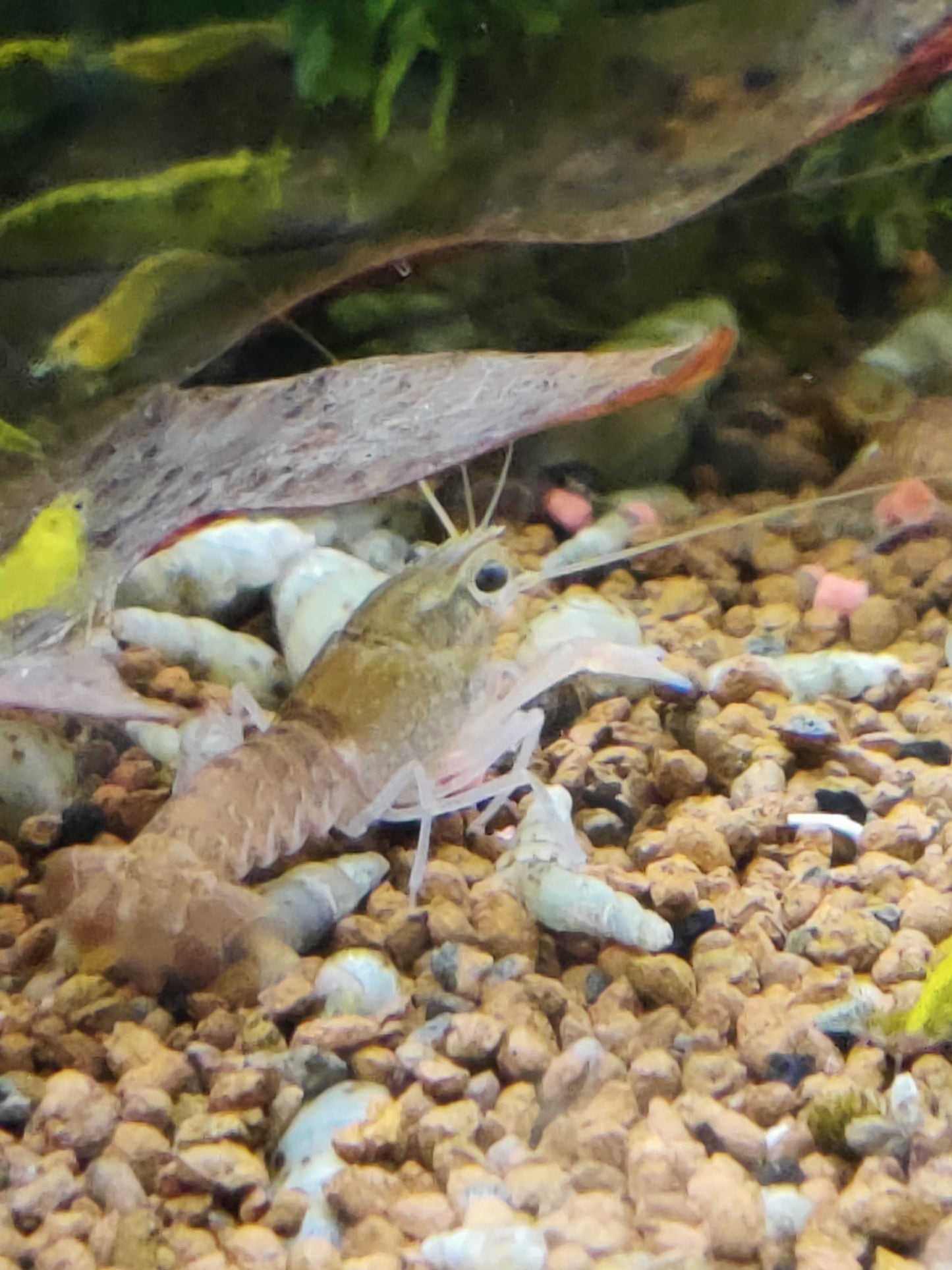 Rotscherenkrebs - Cherax quadricarinatus