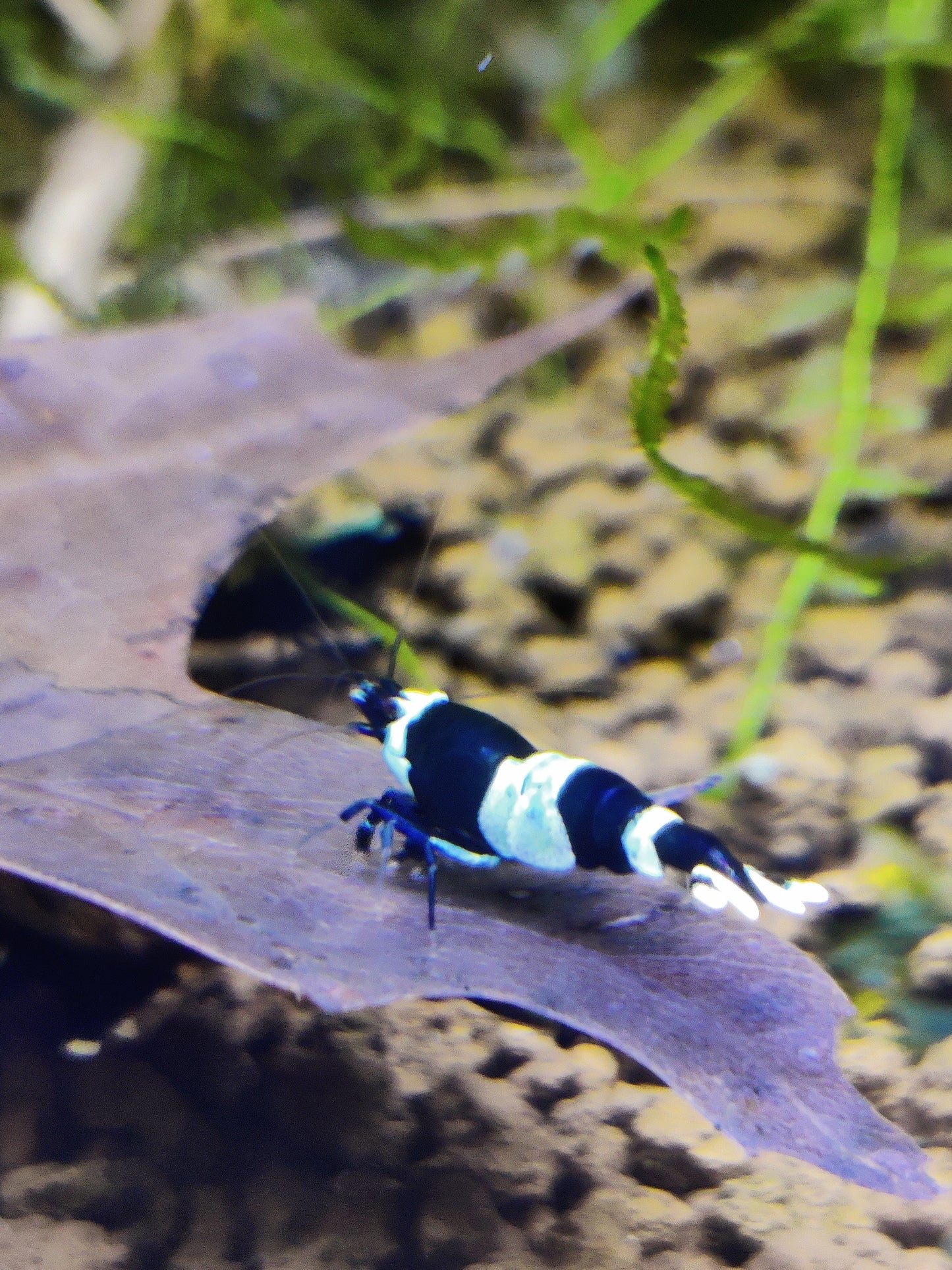 Panda/King Kong Garnelen - Caridina - 5 Stück