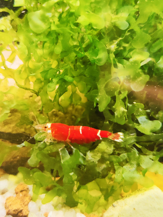 Super Crystal Red - Caridina - 5 Stück