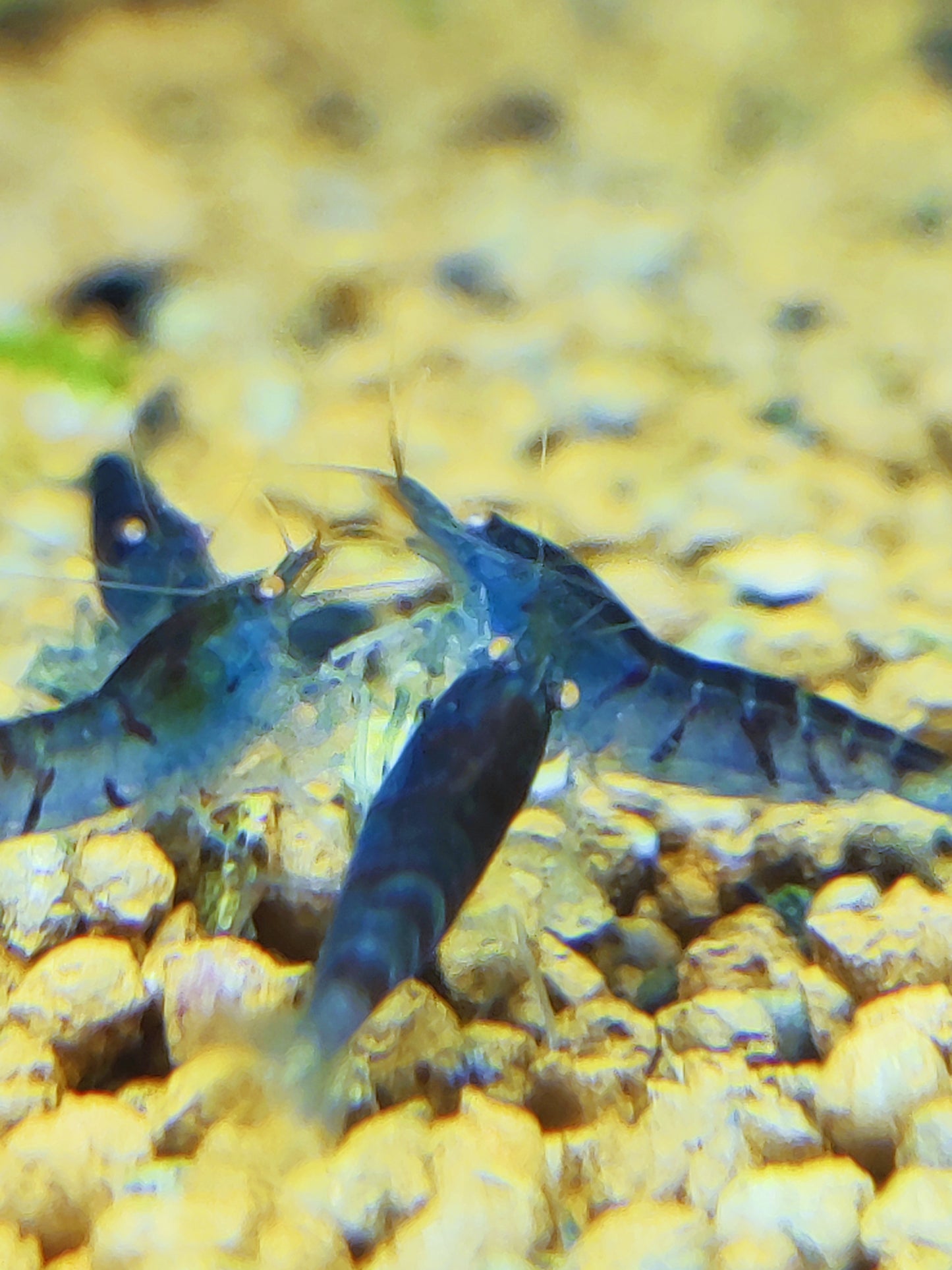 Blaue Tiger Garnelen - Caridina