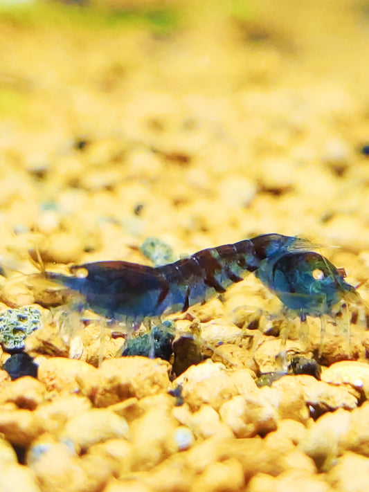 Blaue Tiger Garnelen - Caridina