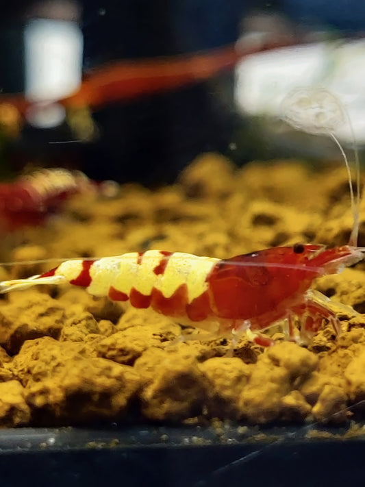 Pinto Multistripe Garnelen Rot - Caridina