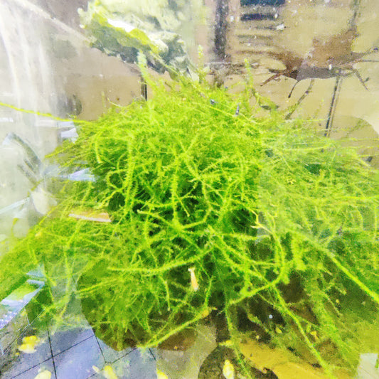 Weeping Moos - Vesicularia ferriei