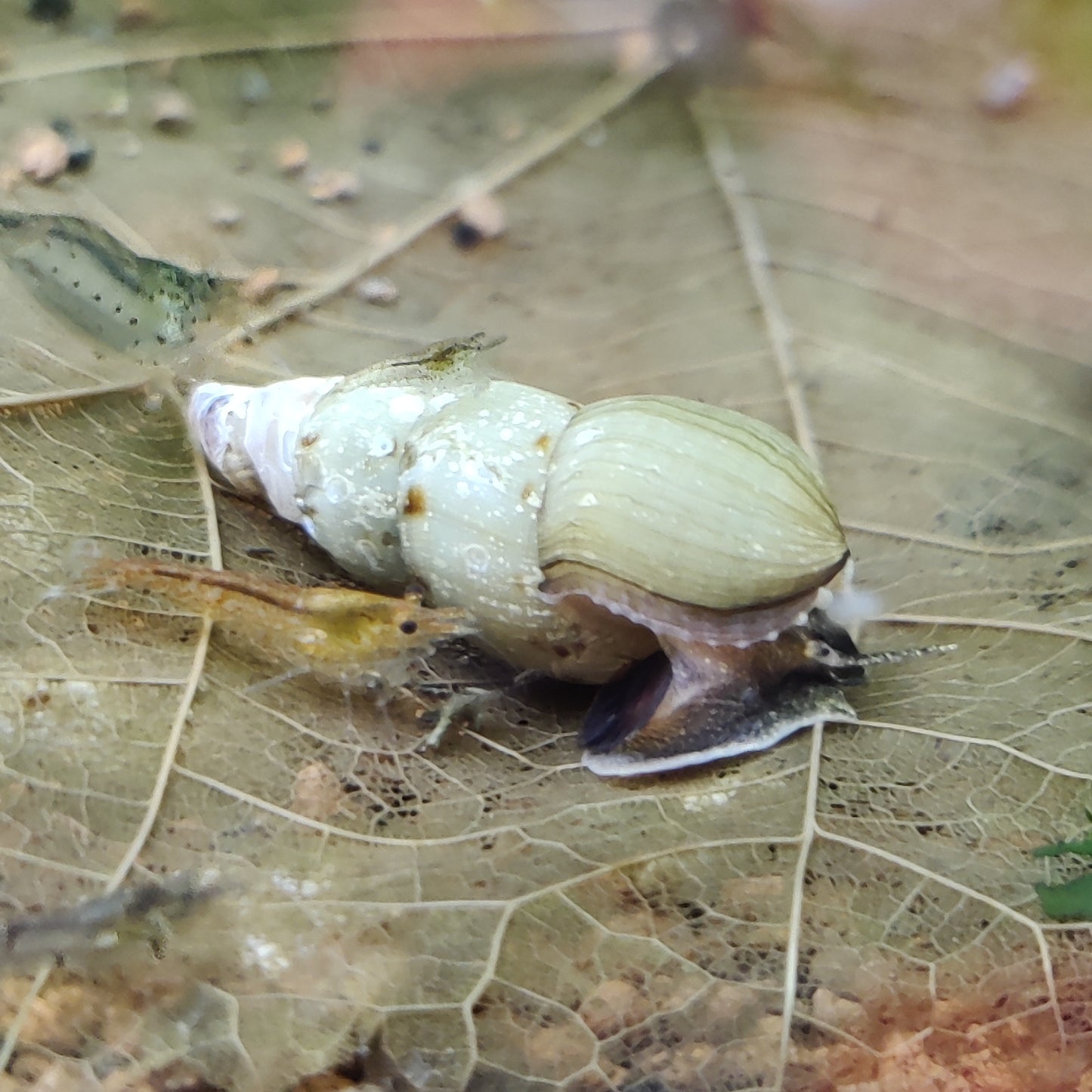 Indische/Malaiische Turmdeckelschnecke - Melanoides tuberculata