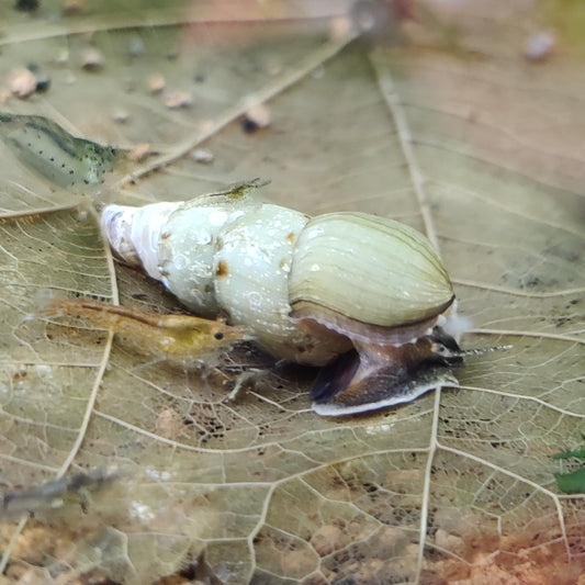 Indische/Malaiische Turmdeckelschnecke - Melanoides tuberculata