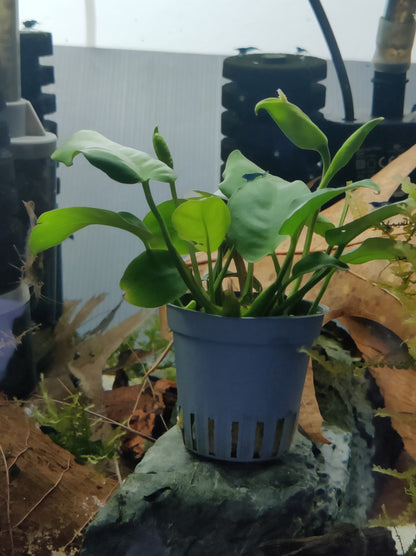 Moosschildkröte mit Anubias