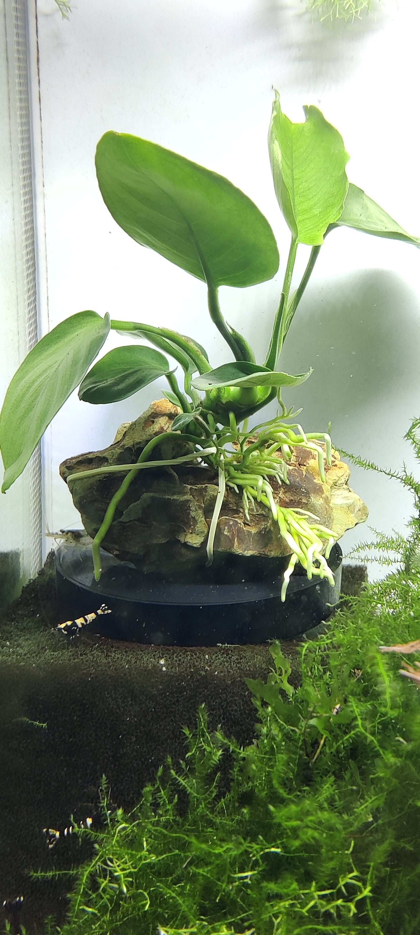 Drachenstein mit Anubias